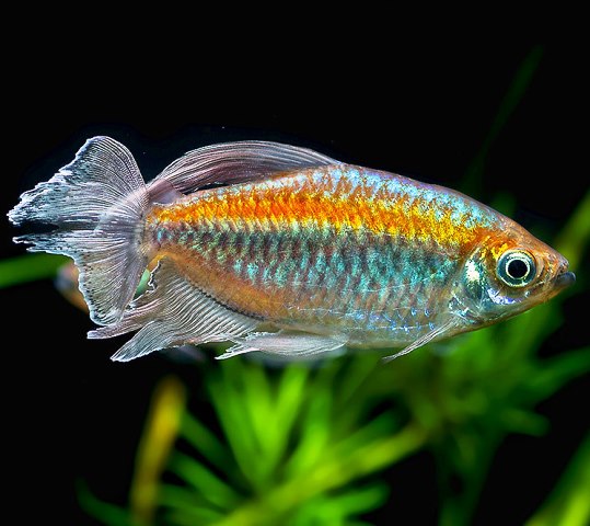 Tetra - Congo - 3-4 inch